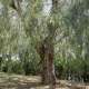 ...e sullo Schinus molle, il �falso pepe�...
